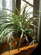 gesprenkelt Spinne Pflanze (Chlorophytum)  foto