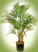 Garbanotas Palmių, Kentia Palmių, Palmių Rojus augalas žalias