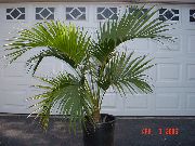 绿 大掌，掌肯蒂亚，天堂棕榈 (Howea) 室内植物 照片