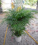Hrysalidocarpus Växt grön