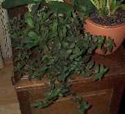 πράσινος Cyanotis  φυτά εσωτερικού χώρου φωτογραφία