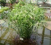 ljusgrön Paraply Växt (Cyperus)  foto