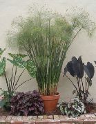 葱绿 雨伞厂 (Cyperus) 室内植物 照片