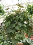 tamnozelene Grožđa Bršljan, Hrast List Bršljan (Cissus) Biljka u Saksiji foto