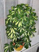 杂色 伞树 (Schefflera) 室内植物 照片
