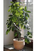 zielony Scheffler (Geptaplerum) (Schefflera) Rośliny domowe zdjęcie
