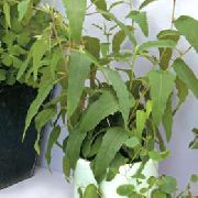 绿 犯难 (Eucalyptus) 室内植物 照片