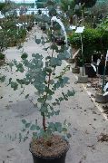 жасыл Эвкалиптовое (Eucalyptus) Үй Өсімдіктер фото