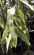 verde Eucalipt (Eucalyptus) Oală Planta fotografie