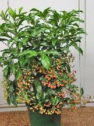 zelená Korálový Bobule, Slepice Oči (Ardisia) Pokojové rostliny fotografie