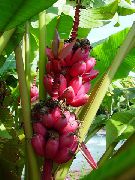 зелен Цъфтежа Банан (Musa coccinea) Стайни растения снимка