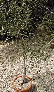 Brachychiton Planta verde