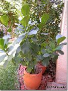 grön Balsam Äpple (Clusia) Krukväxter foto