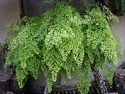 ljusgrön Mossa Ormbunke (Adiantum) Krukväxter foto