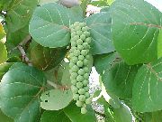 grön Sea Grape (Coccoloba) Krukväxter foto