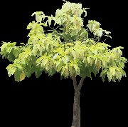 Pyton Roślina jasno-zielony