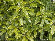 ljusgrön Japansk Lagerblad, Pittosporum Tobira  Krukväxter foto