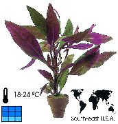 紫 空心莲子草 (Alternanthera) 室内植物 照片