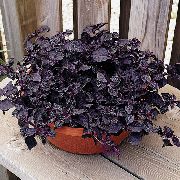 红葡萄酒 血叶，鸡肫，苏子 (Iresine) 室内植物 照片