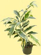 Cleyera Plant motley