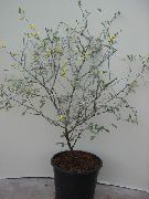 Corokia Plant silvery