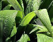 Curculigo, Palm Gras Planta grænt