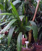 მწვანე Curculigo, პალმის ბალახის  სახლი მცენარეთა ფოტო