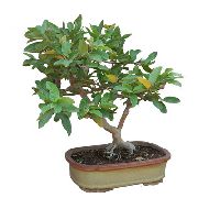 зелений Псідіум Гуаява (Гуава) (Psidium guajava) Кімнатні рослини фото