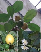 zelena Guava, Tropski Guava (Psidium guajava) Hiša Rastline fotografija