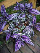 violetinė Persų Skydas (Strobilanthes dyerianus) Kambariniai augalai nuotrauka