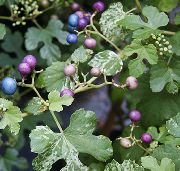 Peper Wijnstok, Porselein Berry Plant bont