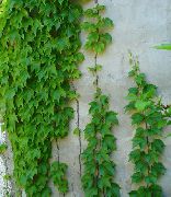 verde Pepper Vine, Porcelain Berry (Ampelopsis brevipedunculata) Plantas de Casa foto