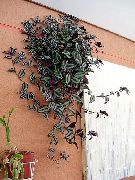 строкатий Зебрина (Zebrina) Кімнатні рослини фото