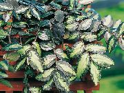 строкатий Пелліонія (Pellionia) Кімнатні рослини фото