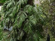 grøn Rullesten Plante (Rhaphidophora)  foto