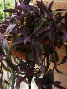 bordo Violetinė Širdis Klajojo Judėjas (Setcreasea) Kambariniai augalai nuotrauka