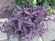 пурпурен Лилаво Сърце Скитащи Евреин (Setcreasea) Стайни растения снимка