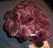 punaviini Liekki Violetti,  (Episcia) Huonekasvit kuva