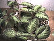 Fleimo Violetinė,  augalas margas