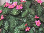 tmavě-zelená Plamen Fialová,  (Episcia) Pokojové rostliny fotografie