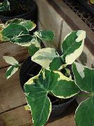 杂色 马兰加，yautia (Xanthosoma) 室内植物 照片