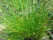 緑色 光ファイバ草 (Isolepis cernua, Scirpus cernuus) 観葉植物 フォト
