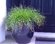 緑色 光ファイバ草 (Isolepis cernua, Scirpus cernuus) 観葉植物 フォト