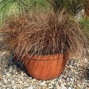 braon Carex, Šaš  Biljka u Saksiji foto