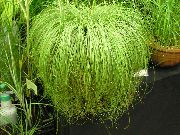 светла-зялёны Асака (Carex) Пакаёвыя расліны фота