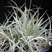 Carex, Sedge Plant silvery