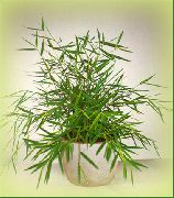 zelena Minijaturni Bambusa (Pogonatherum) Biljka u Saksiji foto
