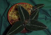 tmavozelený Šperk Orchidea (Ludisia) Izbové Rastliny fotografie