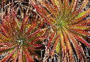 kırmızı Peri Melek (Hechtia) Ev bitkileri fotoğraf