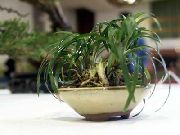 grün Schwarzen Drachen, Lilie-Rasen, Schlangenbart (Ophiopogon) Zimmerpflanzen foto
